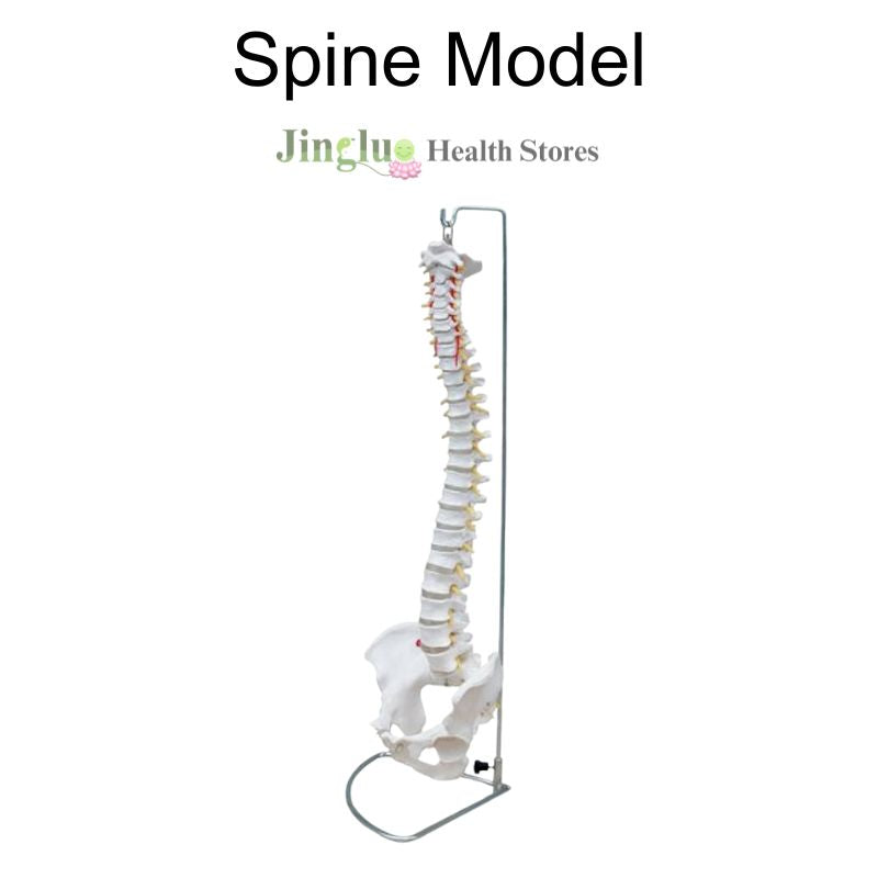 Spine Model