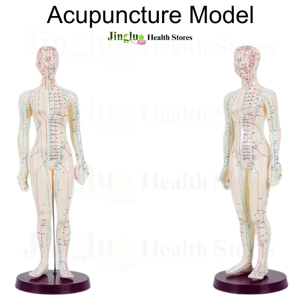 Acupuncture Model Toys male & Female