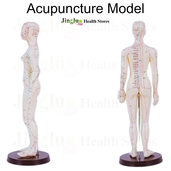 Fully Body Acupuncture Model Of Female - China Acupuncture Male Model