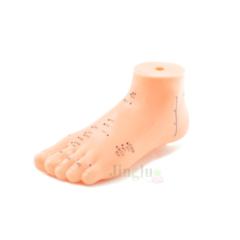 Leg Model