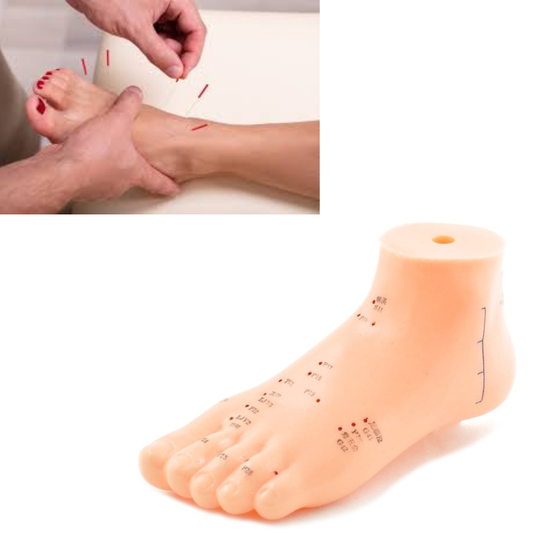 Leg Model