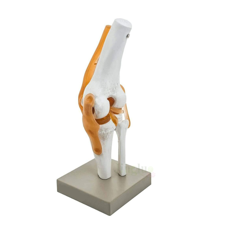 Knee Model