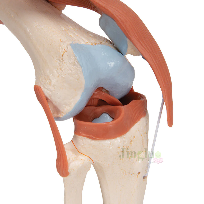 Knee Model