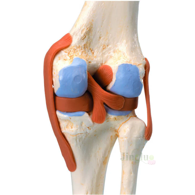 Knee Model
