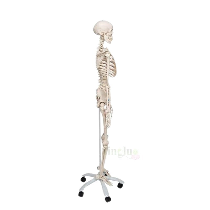 Anatomy Skeleton Model