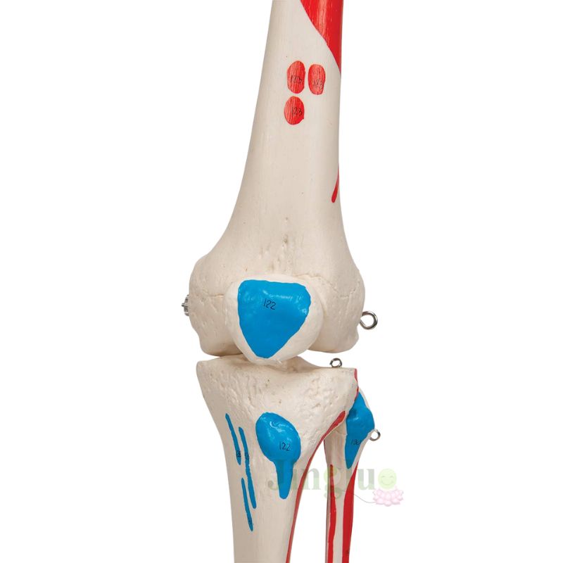 Anatomy Skeleton Model