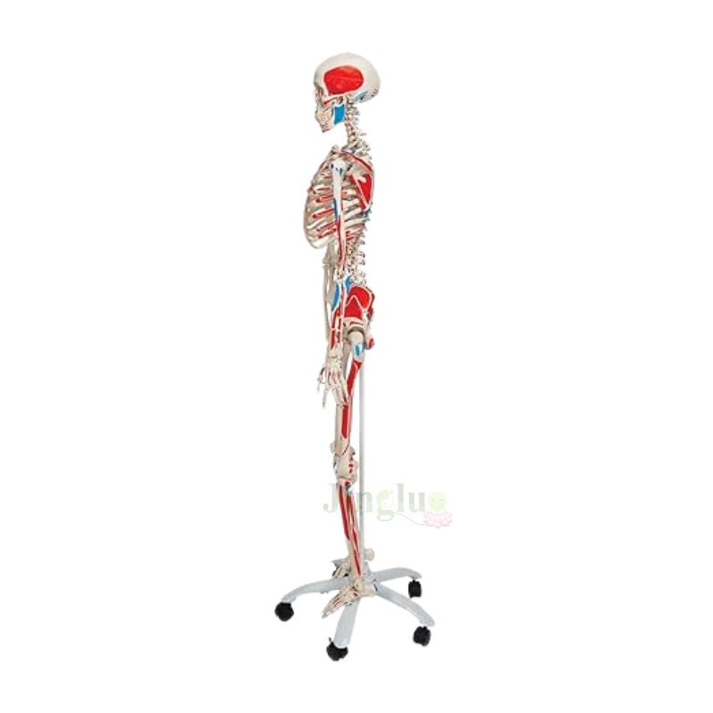 Anatomy Skeleton Model