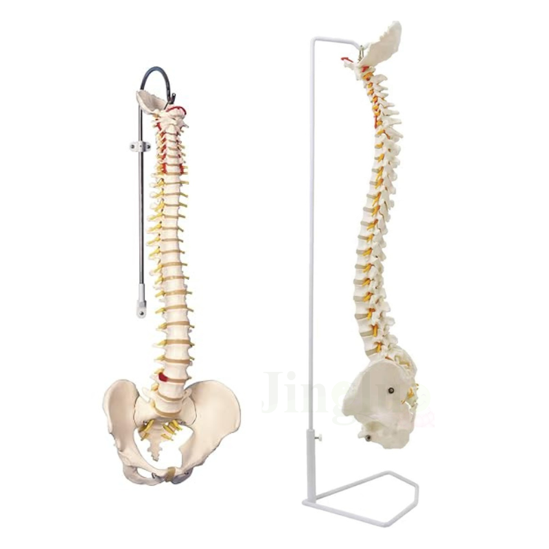 Spine Model