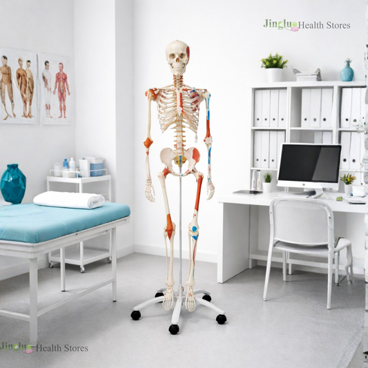 Anatomy Skeleton Model