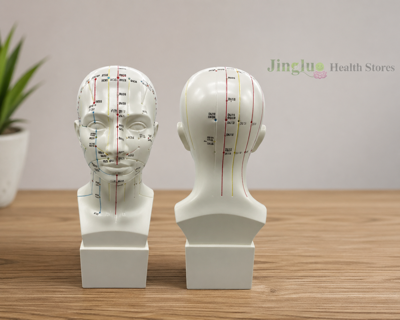 Head Model