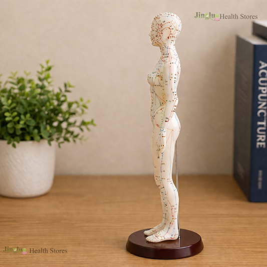 Acupuncture  Model Toys male & Female