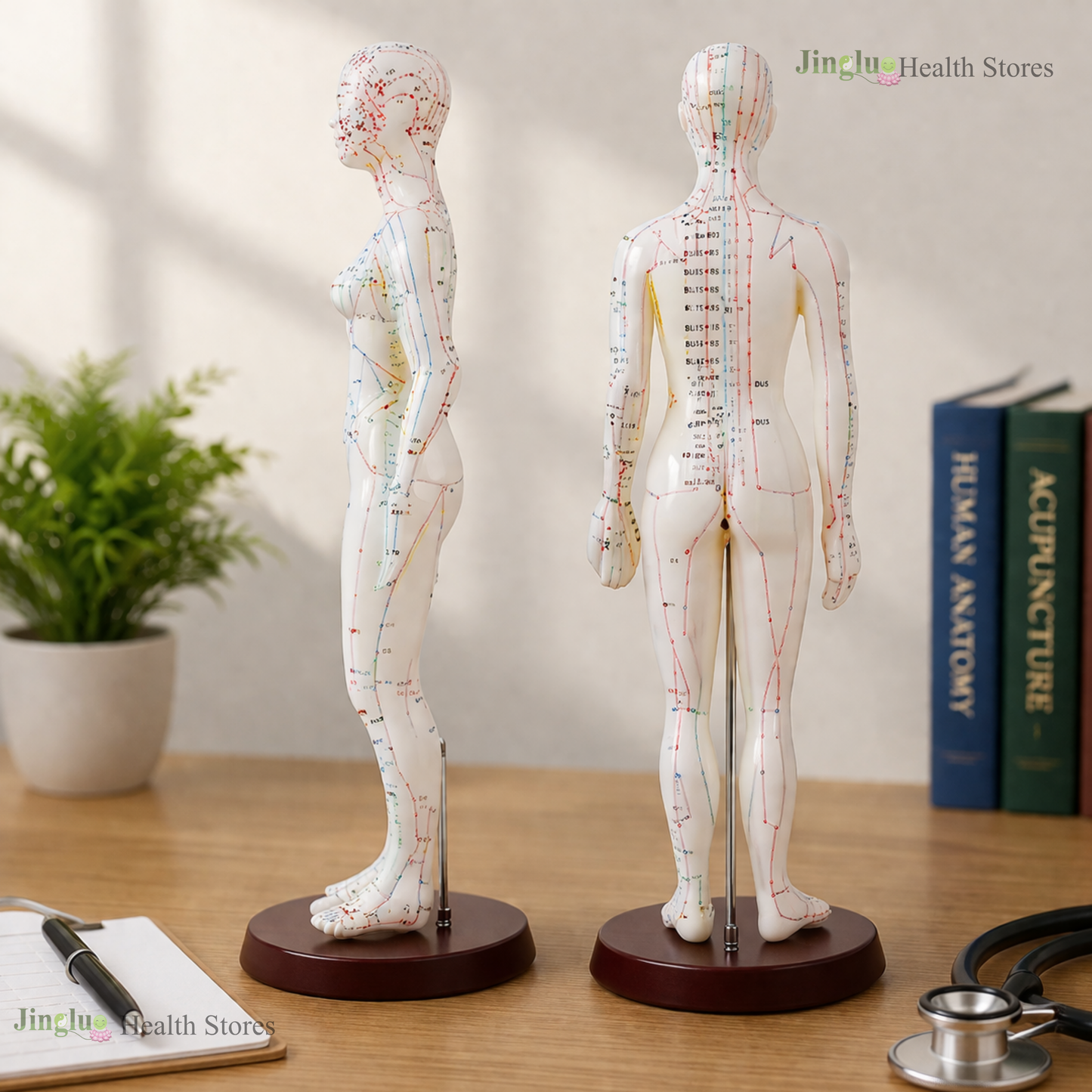 Acupuncture  Model Toys male & Female