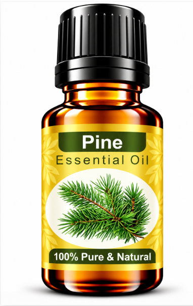 Pine Essential Oil – Natural Aromatherapy Oil