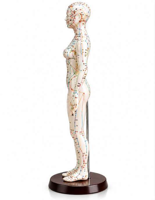 Acupuncture  Model Toys male & Female