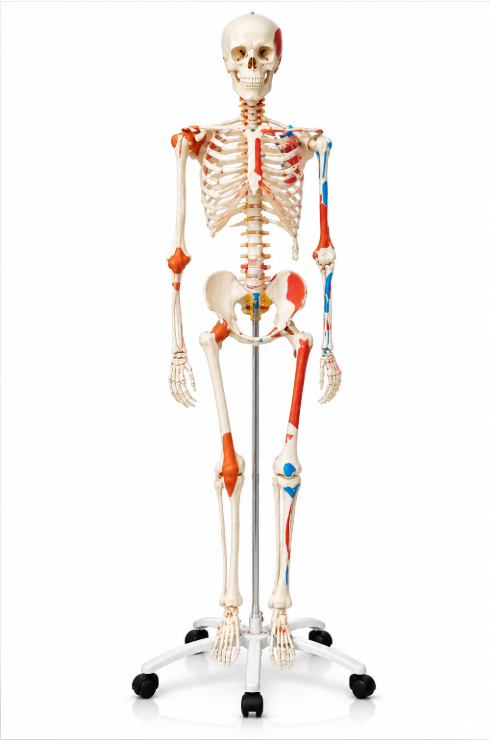 Anatomy Skeleton Model