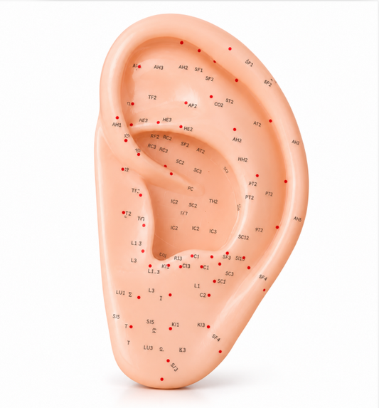 Ear Model