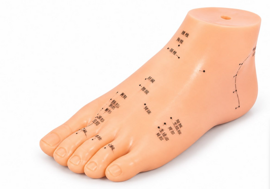 Leg Model