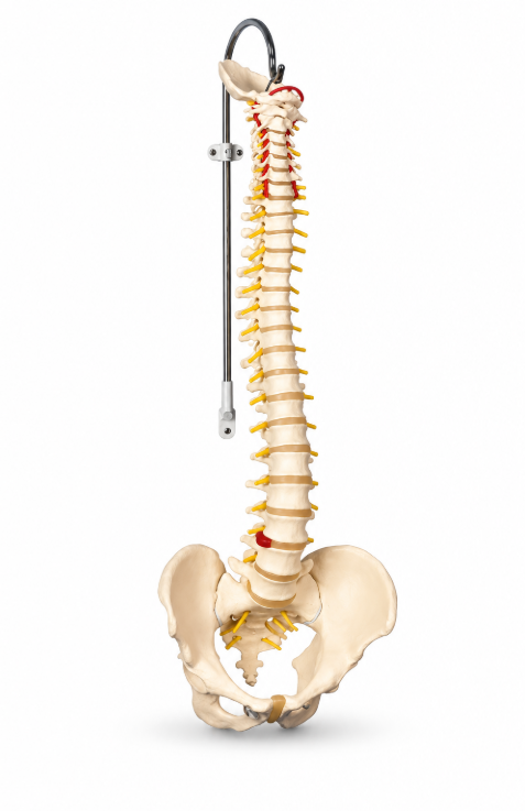 Spine Model