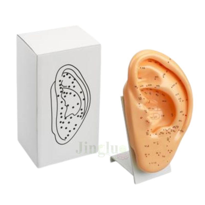 Ear Model