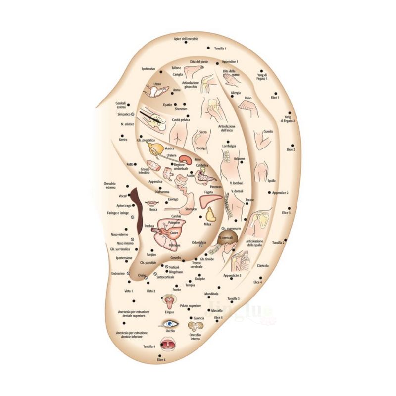 Ear Model