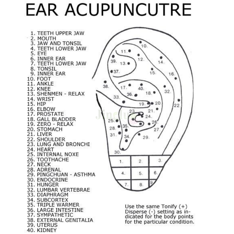Ear Model