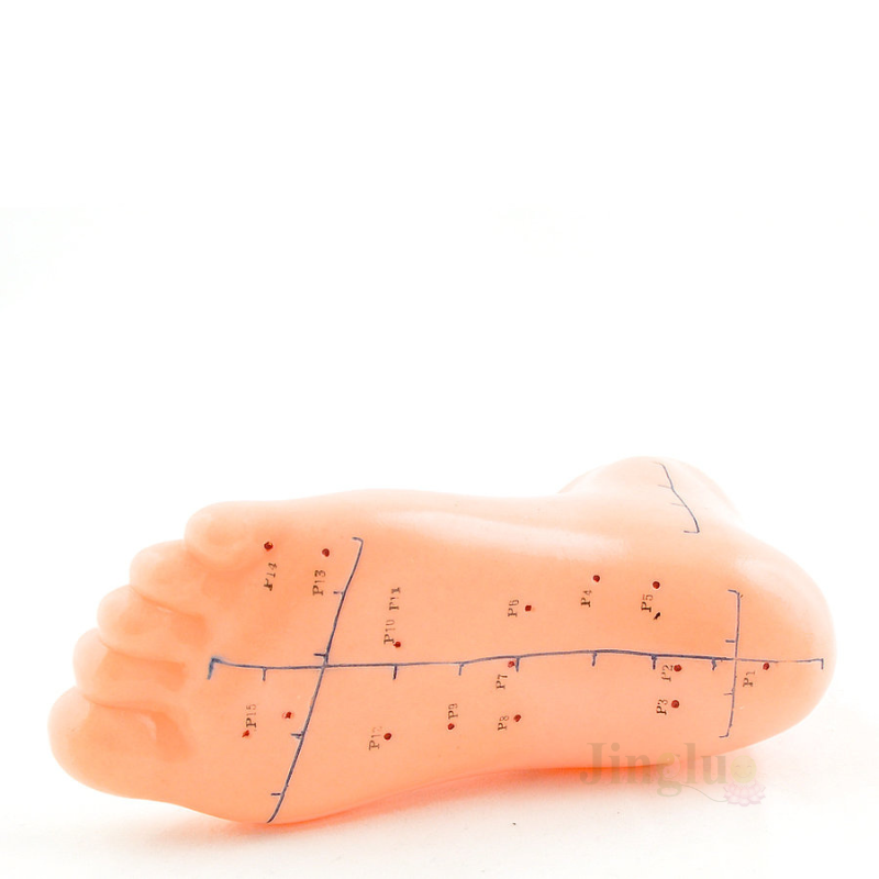 Leg Model