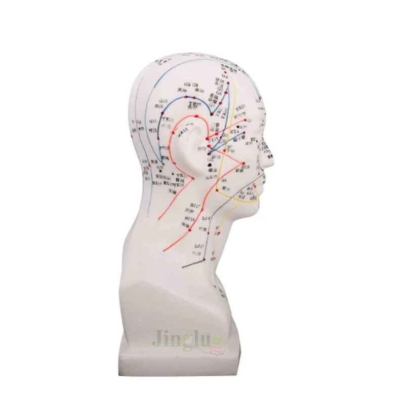 Head Model