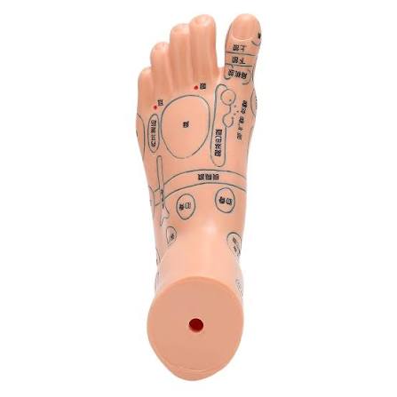 foot model