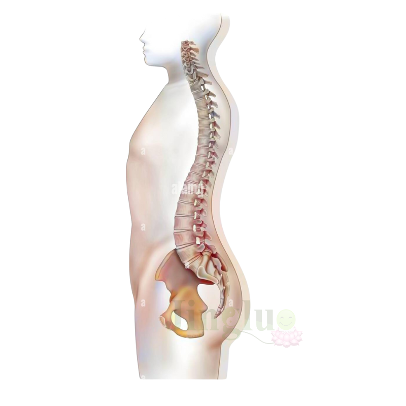 Spine Model