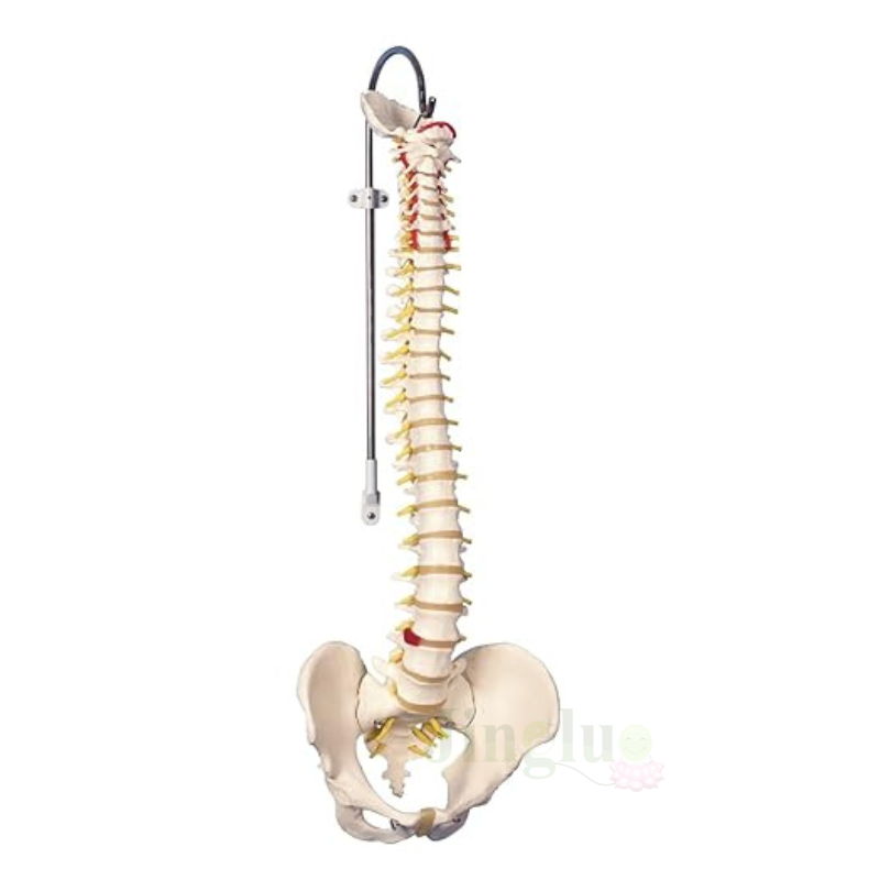 Spine Model